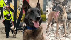 Perros al rescate.png